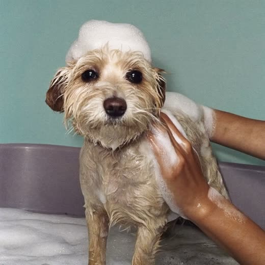 A small terrier being bathed and lathered with shampoo