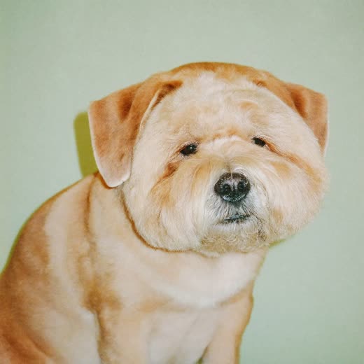 A freshly trimmed cockapoo with a neatly scissored face