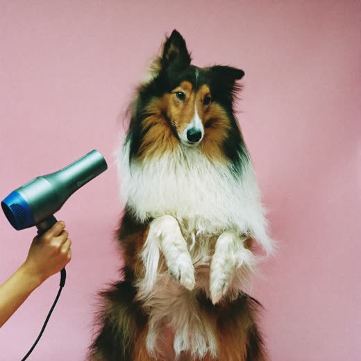 A long-coated collie having its coat blow-dried and brushed out
